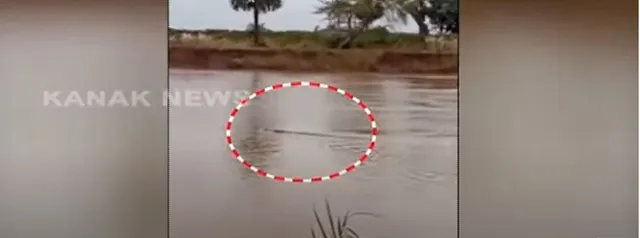 ବନ୍ୟା ପାଣିରେ କୁମ୍ଭୀର