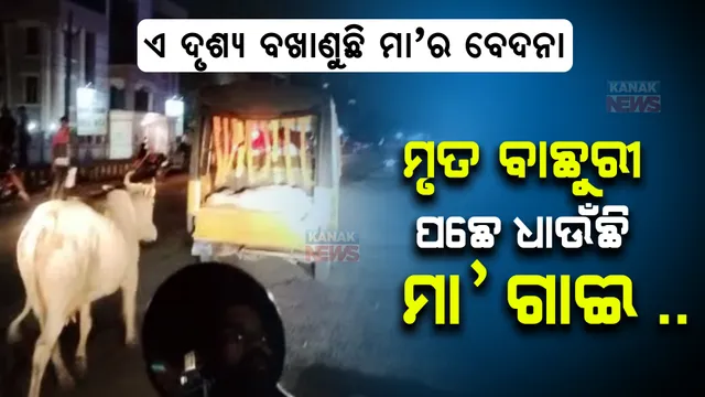 ଦୁର୍ଘଟଣାର ଶିକାର ହୋଇଥିବା ବାଛୁରୀର ମୃତ୍ୟୁ : ଅନ୍ତିମ ସଂସ୍କାର ପାଇଁ ନେଉଥିବା ବେଳେ ଗାଡ଼ି ପଛେ ପଛେ ଧାଉଁଛି ମା'