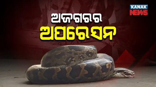 ଆହତ ଅଜଗର ଉଦ୍ଧାର, ହେବ ଅପରେସନ୍ : ମୁଣ୍ଡରେ ଆଘାତ ଯୋଗୁଁ ହୋଇପଡିଛି ନିସ୍ତେଜ