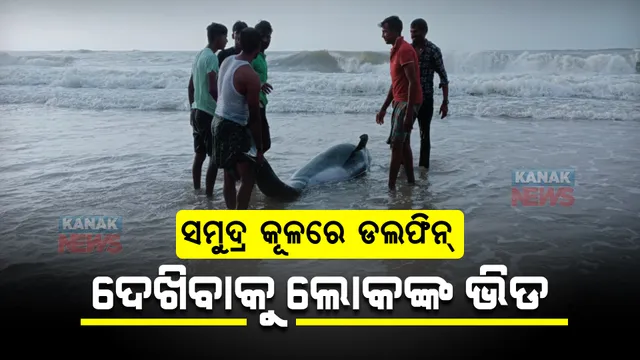 ସମୁଦ୍ର କୂଳରେ ଡଲଫିନ୍ : ଦେଖିବାକୁ ଲୋକଙ୍କ ଭିଡ
