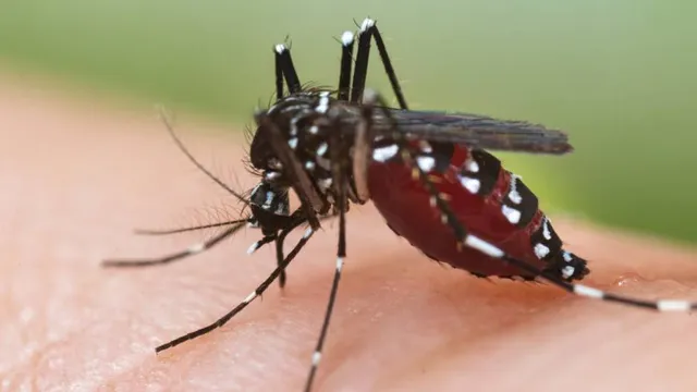 ରାଜଧାନୀରୁ ପୁଣି ୪୮ ଡେଙ୍ଗୁ ରୋଗୀ ଚିହ୍ନଟ, ଭୁବନେଶ୍ୱରରେ ବର୍ତ୍ତମାନ ସୁଦ୍ଧା ସଂକ୍ରମିତ ସଂଖ୍ୟା ୨ହଜାର ୫୯କୁ ବୃଦ୍ଧି।