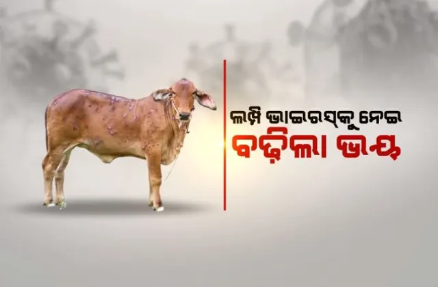 ଲମ୍ପି ଭାଇରସକୁ ନେଇ ବଢ଼ିଲା ଭୟ। ୧୪ଟି ଜିଲ୍ଲାକୁ ସତର୍କ କଲା ପ୍ରାଣୀ ସମ୍ପଦ ବିଭାଗ। 