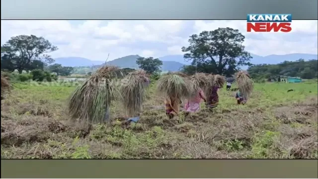 ପାରମ୍ପାରିକ ମକା ଚାଷ ଛାଡି ଯୁବକ କରୁଛନ୍ତି ଲେମନ ଗ୍ରାସ , ଜାଣନ୍ତୁ ଏକର ପ୍ରତି କେତେ ଟଙ୍କା ହେଉଛି ଲାଭ