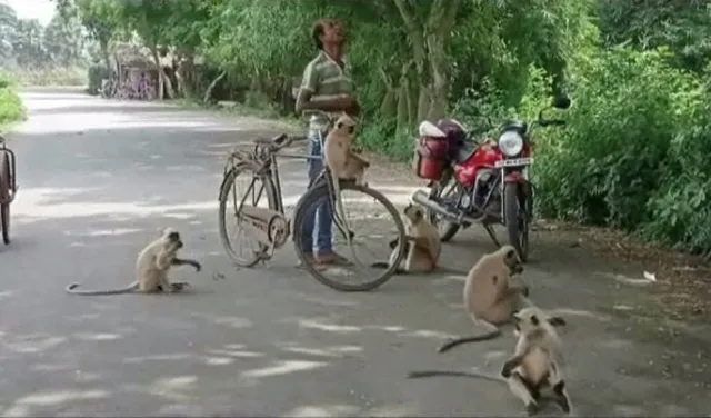 ମଣିଷ ଓ ପଶୁ ଭିତରେ ନିଆରା ପ୍ରେମ । ୫ ବର୍ଷ ହେଲା ମାଙ୍କଡକୁ ଖାଇବାକୁ ଦେଇ ଆସୁଛନ୍ତି ଯୁବକ । 