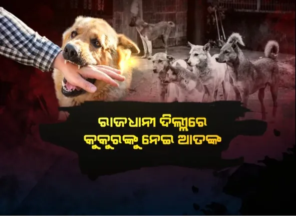 ରାଜଧାନୀ ଦିଲ୍ଲୀରେ କୁକୁରଙ୍କୁ ନେଇ ଆତଙ୍କ । ୬ମାସରେ ୪୪ହଜାର ଲୋକ ହେଲେଣି କୁକୁର କାମୁଡାର ଶିକାର
