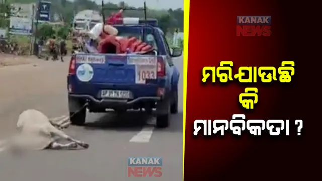 ଛତ୍ରପୁର ରାଜରାସ୍ତାରେ ହୃଦୟ ବିଦାରକ ଦୃଶ୍ୟ : ମୃତ ଗାଈକୁ ରାସ୍ତାରେ ଘୋଷାଡି ଘୋଷାଡି ନେଲେ