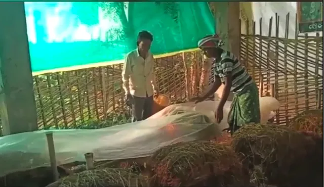 ରାଜ୍ୟରେ ବଢୁଛି ଛତୁର ଚାହିଦା, କମ୍ ସମୟ ମଧ୍ୟରେ ଚାଷୀଙ୍କୁ ଦେଉଛି ଅଧିକ ଲାଭ