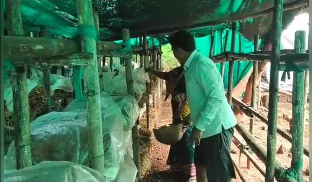 ଚାକିରି ପଛରେ ନପଡ଼ି ଛତୁ ଓ କୁକୁଡ଼ା ଚାଷ କରି ଆଜି ନିଜର ଏକ ସ୍ୱତନ୍ତ୍ର ପରିଚୟ ସୃଷ୍ଟି କରିଛନ୍ତି ଯୁବକ । ବାର୍ଷିକ ପାଖାପାଖି ୪ଲକ୍ଷ ଟଙ୍କା ରୋଜଗାର କରୁଛନ୍ତି