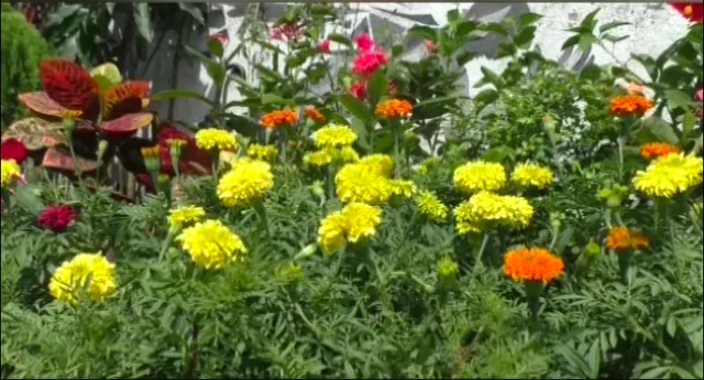 ଫୁଲ, ଫଳ ଓ ବିଭିନ୍ନ ଔଷଧୀୟ ଗଛରେ ସଜେଇ ହୋଇଛି ପରିବେଶ । ଏହା ମଧ୍ୟରୁ ନିଜର ରୋଜଗାର ବାହାର କରୁଛନ୍ତି ଯୁବକ