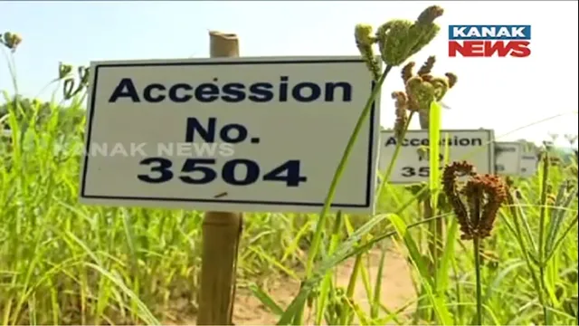 ଗୋଟିଏ ସ୍ଥାନରେ ହୋଇଛି ୧୨୪ ପ୍ରକାର ମାଣ୍ଡିଆ ଚାଷ, ମିଲେଟ ମିସନ ଓ ସ୍ୱାମିନାଥନ ଫାଉଣ୍ଡେସନ ଯୋଗାଉଛି ସହାୟତା