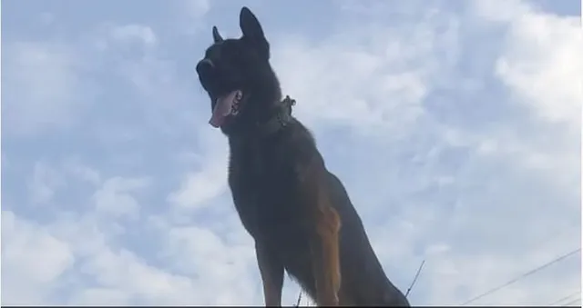 ଜୀବନ ଯୁଦ୍ଧରେ ହାରିଗଲା ଜୁମ୍। ଗୁଳିଖାଇ ଆତଙ୍କବାଦୀଙ୍କ ସହ କରିଥିଲା ସଙ୍ଘର୍ଷ।