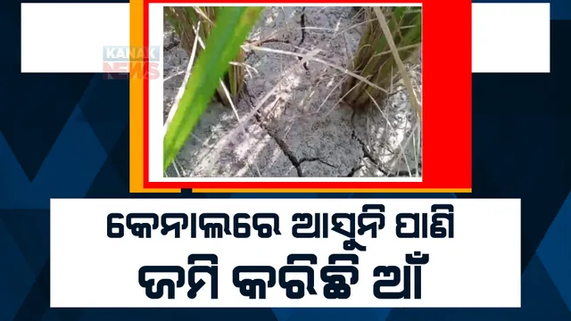 ବର୍ଷା ଋତୁ ସରିଲା ହେଲେ କେନାଲରେ ଆସୁନି ପାଣି। ପୁରୀ ଜିଲ୍ଲା ଗୋପ ବ୍ଲକରୁ ଆସିଲା ଚିତ୍ର।