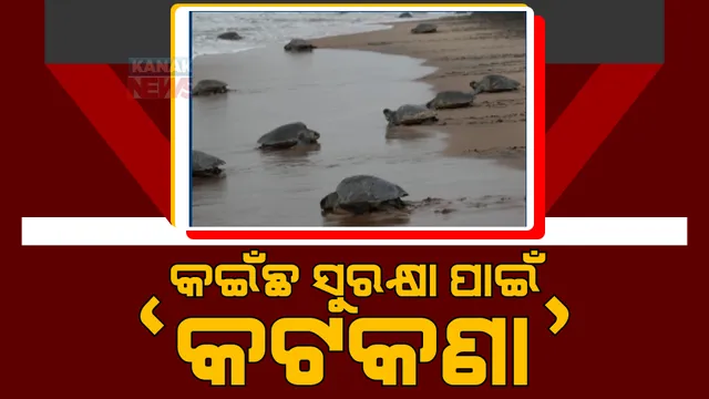 ଅଲିଭ ରିଡଲେଙ୍କ ମିଳନ ଋତୁରେ ମାଛଧରା ଡଙ୍ଗା ଓ ଟ୍ରଲର ଚଳାଚଳ ଉପରେ କଟକଣା। ନଭେମ୍ବର ୧ରୁ, ମେ ୩୧ ଯାଏଁ ଟ୍ରଲର ଚଳାଚଳ ବନ୍ଦ।