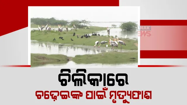 ଅସୁରକ୍ଷିତ ଚିଲିକା, ସକ୍ରିୟ ହେଲେଣି ପକ୍ଷୀ ଶିକାରୀ।