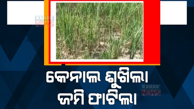 କେନାଲରେ ଆସୁନି ପାଣି, ଫାଟି ଆଁ କଲାଣି ଚାଷ ଜମି। କଙ୍କଡାହାଡ ବ୍ଳକର ଚାଷୀଙ୍କ ବଢିଚାଲିଛି ଦୁଃଖ।