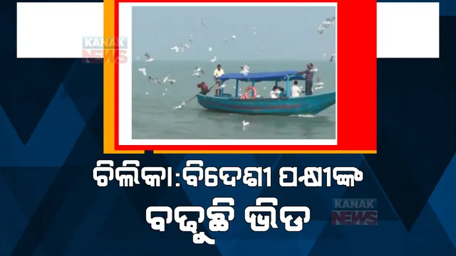 ପକ୍ଷୀଙ୍କ କଳରବରେ ମୁଖରିତ ପରିବେଶ। ଶୀତ ଆରମ୍ଭରୁ ଚିଲିକାରେ ବିଦେଶାଗତ ପକ୍ଷୀଙ୍କ ଭିଡ।