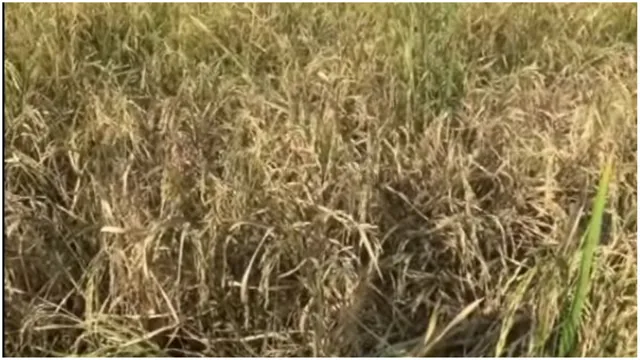 ନିମାପଡା ଅଞ୍ଚଳରେ ମାଟିଆଗୁଣ୍ଡି ଏବଂ ଚକଡ଼ା ପୋକର ଆତଙ୍କ। ମୁଣ୍ଡରେ ହାତ ଦେଇ ବସିଛି ଚାଷୀ।