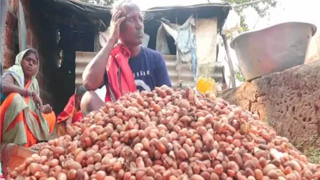 ବିହନ ମିଳୁନଥିବାରୁ ଚିନ୍ତାରେ ଚିନାବାଦାମ ଚାଷୀ: ସରକାର ଯୋଗାଇଦେଉନଥିବା ଅଭିଯୋଗ