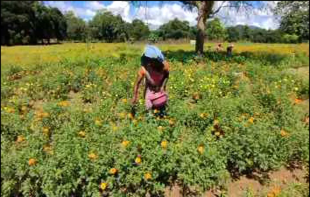 ପୋଡୁଚାଷ ନୁହେଁ ଗେଣ୍ଡୁଫୁଲ ଚାଷ ବଦଳାଇଛି ଆଦିବାସୀଙ୍କ ଜୀବନଶୈଳୀ । ୭ଟି ମହିଳା ସ୍ୱଂୟ ସହାୟକ ଗୋଷ୍ଠୀଙ୍କୁ ଦେଇଛି ରୋଜଗାର