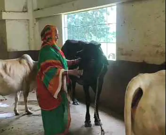 ମିଷ୍ଠାନ ଭଣ୍ଡାର ରୋଜଗାରରୁ ଗୋଷାଳା ଚଳାଇଛନ୍ତି ସହଦେବ ରାଓଳଙ୍କ ପରିବାର, ରଖିଛନ୍ତି ୨ଶହରୁ ଅଧିକ ବୁଲା ଗାଇଗୋରୁ