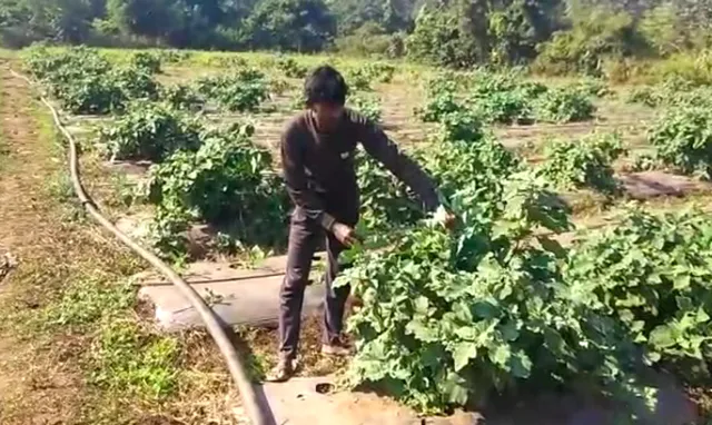 ଚାଷ ଦେଇଛି ରୋଜଗାର, ଖଣି ଅଞ୍ଚଳରେ ପରିବା ଚାଷ କରି ମାସକୁ ଲକ୍ଷାଧିକ ଟଙ୍କା କରୁଛନ୍ତି ଲାଭ