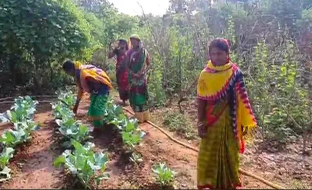 ପୁରୁଷ ନୁହେଁ ଏଠି ମହିଳାମାନେ କରୁଛନ୍ତି ପରିବା ଚାଷ, ଜୈବିକ ସାର ବ୍ୟବହାର କରି ହେଉଛନ୍ତି ଲାଭବାନ