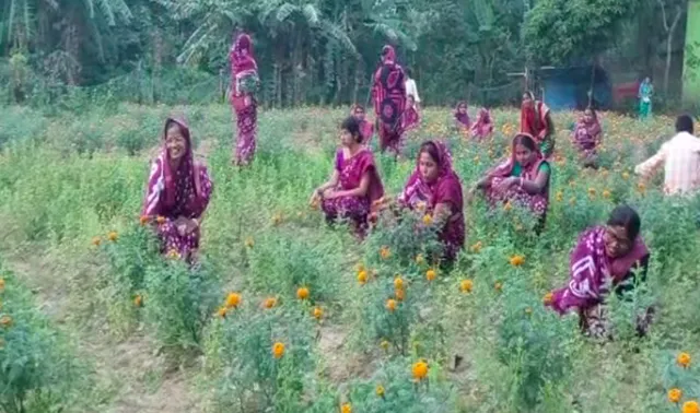 ବସ୍ତା ଗଙ୍ଗାଧରପୁରରେ ନିଆରା ମହିଳା ଚାଷୀ, ଗେଣ୍ଡୁଫୁଲ ଚାଷକରି ଗୁଜରାଣ ମେଣ୍ଟାଉଛନ୍ତି ୧୮ ଜଣ ମହିଳା