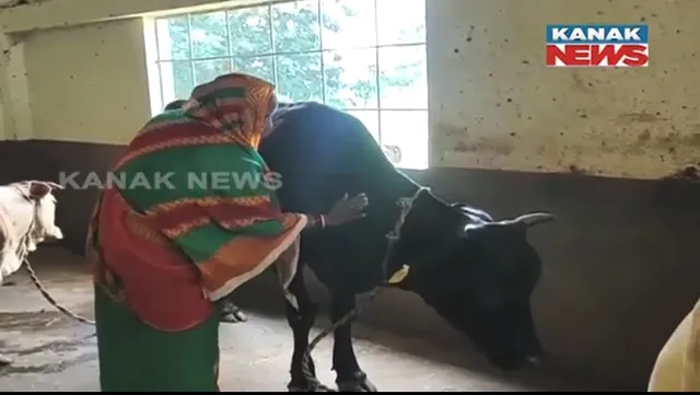 ସହଦେବ ଓ ଶୈଳବାଳାଙ୍କୁ ଗୋଷାଳା ଦେଇଛି ପରିଚୟ। ମିଷ୍ଠାନ ଭଣ୍ଡାରରୁ ରୋଜଗାର କରି ଚଳାଇଛନ୍ତି ଗୋଷାଳା।