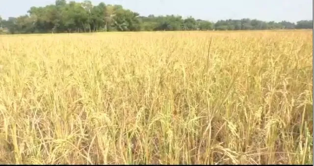 କେନ୍ଦ୍ରାପଡ଼ା ହାଟସାହି ପଞ୍ଚାୟତରେ ବର୍ଷା ଜଳ ଭରସାରେ ଚାଲିଛି ଚାଷ କାମ। ୨ ମାସ ହେଲା ଶୁଖିଲା ପଡ଼ିଛି ଏକର ଏକର ଚାଷଜମି। 