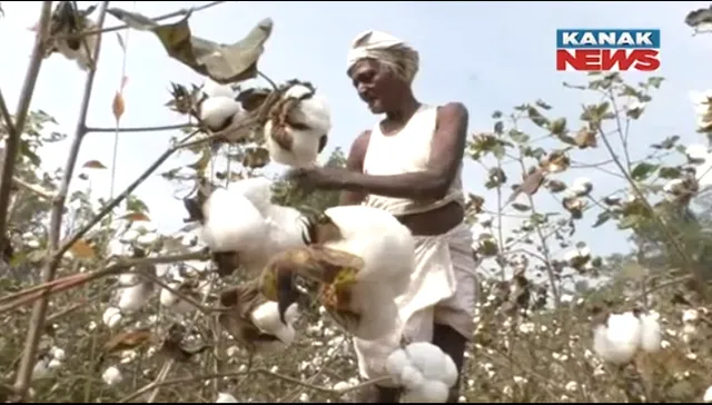 ଶୋଷଣର ଶିକାର ହେବେନି ବଲାଙ୍ଗିରର କପା ଚାଷୀ। ଖୁବ୍ ଶୀଘ୍ର ଜିଲ୍ଲାର ୩ଟି ମଣ୍ଡିରେ ଆରମ୍ଭ ହେବ କପା କିଣା। 