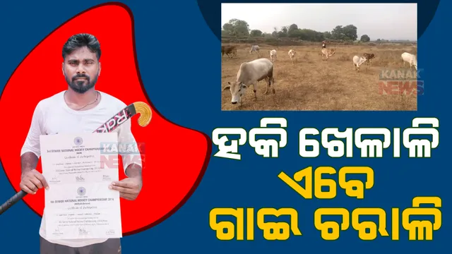 ହକି ଖେଳାଳି ଏବେ ଗାଈ ଚରାଳି