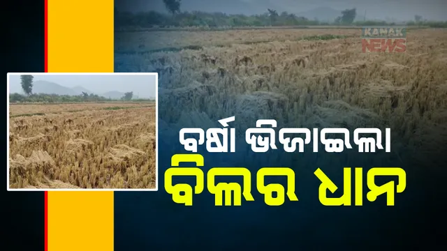 ଭିଜୁଛି ଧାନ, ଚିନ୍ତାରେ ଚାଷୀ । ବାତ୍ୟା ମାଣ୍ଡୋସ ପ୍ରଭାବରେ ଦକ୍ଷିଣ ଓଡ଼ିଶାର ଅନେକ ସ୍ଥାନରେ ଝିପ୍ ଝିପ୍ ବର୍ଷା ।