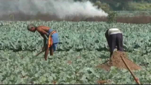 ଶୀତଦିନର କୋବି ଚାଷ ଚାଷୀଙ୍କୁ ଦେଇଛି ରୋଜଗାର । ଉତ୍ପାଦିତ କୋବି ରାଜ୍ୟ ବାହାରେ ବି ପାଇଛି ପରିଚୟ