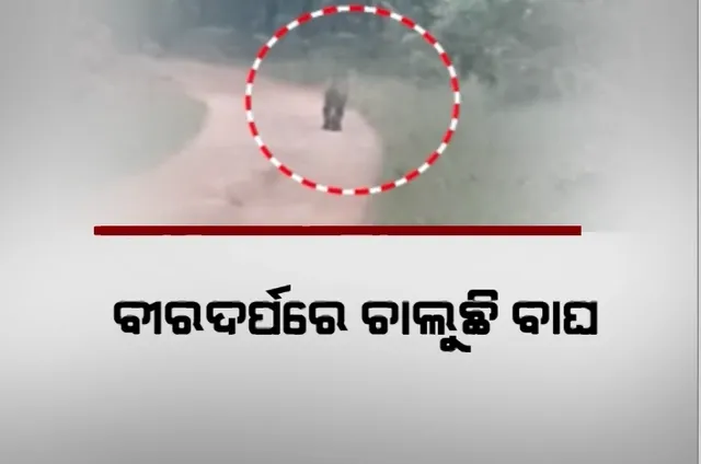 ଦେବ୍ରିଗଡରେ ବୁଲୁଛି ମହାବଳ। ଜଙ୍ଗଲ ଭିତରକୁ ପ୍ରବେଶ ଦୃଶ୍ୟ କ୍ୟାମେରାରେ କଏଦ ପରେ ତତ୍ପର ହେଲା ବନବିଭାଗ। 