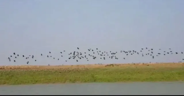 ଭିତରକନିକାରେ ଭିଡ଼ ଜମାଇଲେଣି ଦେଶୀ ଓ ବିଦେଶୀ ପକ୍ଷୀ। ଭଳିକି ଭଳି ପକ୍ଷୀଙ୍କ କୋଳାହଳରେ କମ୍ପୁଛି ବଗଗହନ।