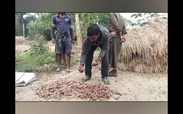 କଳା ହଳଦୀ ଚାଷ କରି ଚର୍ଚ୍ଚାରେ ନିମାପଡ଼ା ପାର୍ବତୀପୁର ଗାଁର ଯୁବଚାଷୀ । ୨କିଲୋ ମଂଜିରୁ ଅମଳ ହୋଇଛି ୨୦ରୁ ୩୦ କିଲୋ ହଳଦୀ