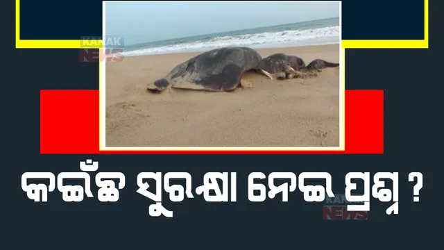 ବେଳାଭୂମିରେ ମରିପଡିଛି ଶହଶହ ଅଲିଭରିଡଲେ କଇଁଛ। ସୁରକ୍ଷା ନେଇ କଟକଣା ପରେ ବି ଚାଲୁଛି ଟ୍ରଲର, ମାଛ ମାରୁଛନ୍ତି ମତ୍ସ୍ୟଜୀବୀ।