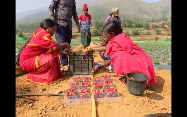 କୋରାପୁଟ କୋଟିଆ ମାଟିରେ ଷ୍ଟ୍ରବେରୀ ଚାଷ । ପାହାଡ଼ିଆ ଜମି ଓ ଝରଣା ପାଣିରେ ସମ୍ପୂର୍ଣ୍ଣ ଜୈବିକ ପଦ୍ଧତିରେ ହେଉଛି ଚାଷ