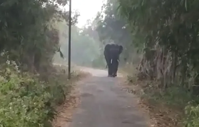 ଗାଁରେ ପଶିଲା ହାତୀ : ଫସଲ ନଷ୍ଟ, ହାତୀ ଘଉଡାଇବା ପାଇଁ ବନବିଭାଗର ଉଦ୍ୟମ