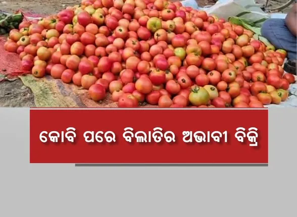 ପୁଣି ଚାଷୀ ମୁଣ୍ଡରେ ଚଡକ। କୋବି ପରେ କେନ୍ଦୁଝରରେ ବିଲାତିର ଅଭାବୀ ବିକ୍ରି।