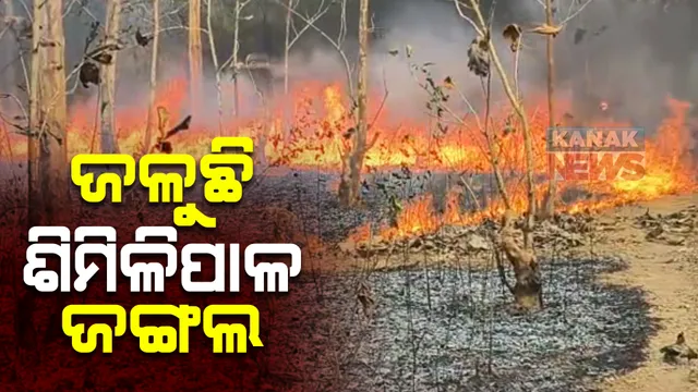 ଜଳୁଛି ଶିମିଳିପାଳ ଜଙ୍ଗଲ : ଖରା ଦିନ ଆରମ୍ଭ ନହେଉଣୁ ଜଙ୍ଗଲରେ ଲାଗିଲା ନିଆଁ