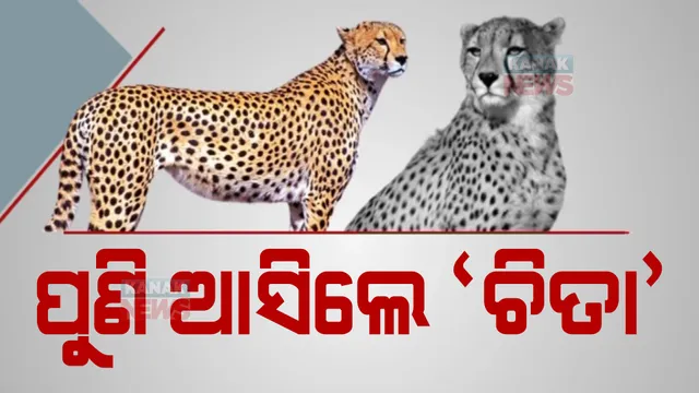 ଭାରତରେ ୨୦କୁ ବୃଦ୍ଧି ପାଇଲା ଚିତା ସଂଖ୍ୟା। କୁନୋ ନ୍ୟାଶନାଲ ପାର୍କରେ ଦକ୍ଷିଣ ଆଫ୍ରିକୀୟ ଚିତା।
