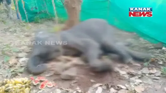 ଭଞ୍ଜନଗରରେ ଚିକିତ୍ସାଧୀନ ଅବସ୍ଥାରେ ମାଈ ହାତୀର ମୃତ୍ୟୁ। ୩ ଦିନ ଧରି ଚାଲିଥିଲା ଚିକିତ୍ସା।