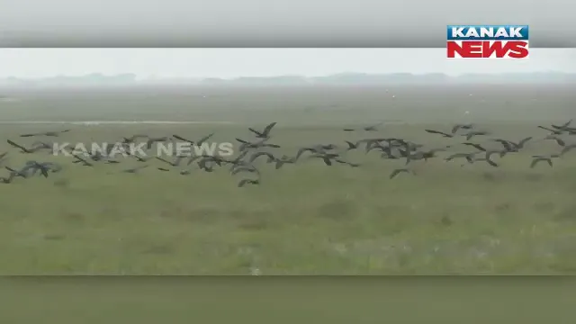 ବିଦେଶୀ ପକ୍ଷୀଙ୍କ ଘରବାହୁଡା। ଚିଲିକାରୁ ନିଜ ଘରକୁ ଫେରିଲେ ଲକ୍ଷ ଲକ୍ଷ ପକ୍ଷୀ।