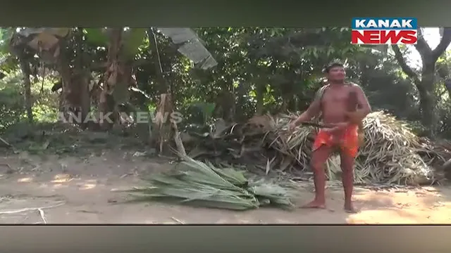 ନିଆଳି ଅଞ୍ଚଳର ୧୭ଟି ପରିବାର ରୋଜଗାର ଦେଉଛି ତାଳ ଓ ଖଜୁରୀପତ୍ର। ଭୋଗେଇ, ବିଚଣା ଓ ଝାଡୁ ତିଆରି କରିି କରୁଛନ୍ତି ରୋଜଗାର।