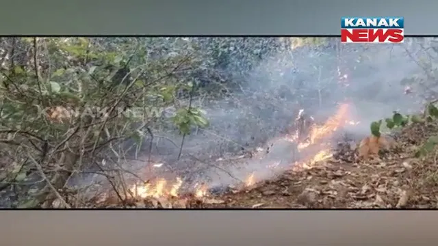 ତାଳସାହି ପାହାଡରେ ନିଆଁ, ଆୟତ୍ତ ପାଇଁ ବନ ବିଭାଗର ଉଦ୍ୟମ ଜାରି