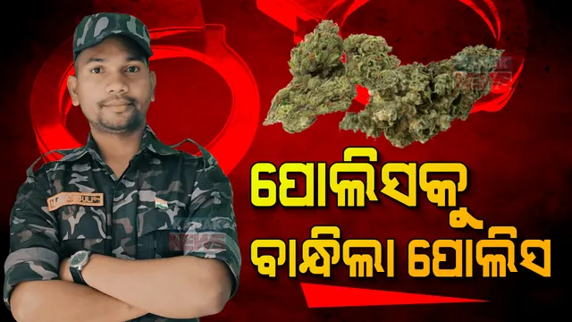 ପୋଲିସକୁ ବାନ୍ଧିଲା ପୋଲିସ । ଗଞ୍ଜେଇ ଚୋରାଚାଲାଣ ଅଭିଯୋଗରେ ପୋଲିସ କନେଷ୍ଟବଳଙ୍କୁ ଗିରଫ କଲା ପୋଲିସ, ୨୧ କିଲୋ ଗଞ୍ଜେଇ ଜବତ ।