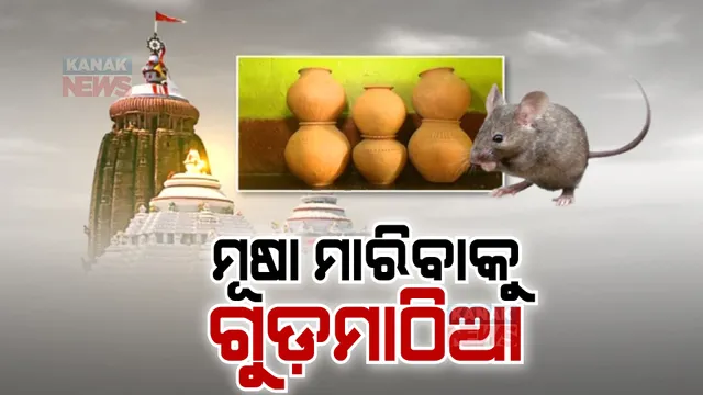 ମୂଷା ଧରିବାକୁ ଗର୍ଭଗୃହରେ ରଖାଗଲା ଗୁଡ ମାଠିଆ: ପଡିଲାନି ମୂଷା, ଆସିବ ବଡ ମାଠିଆ