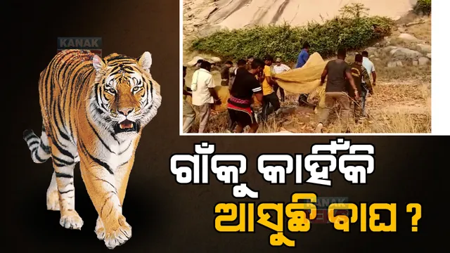 କାହିଁକି ଗାଁ ମୁହାଁ ହେଉଛନ୍ତି ବାଘ? ସୁନ୍ଦରଗଡ଼ ବେଲାଇବାହଲାରେ ବାଘ ଆତଙ୍କ ପରେ ଉଠିଲା ପ୍ରଶ୍ନ