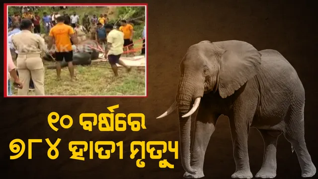 ୧୦ ବର୍ଷରେ ଆଖି ବୁଜିଛନ୍ତି ୭୮୪ ହାତୀ । ହାତୀ ଆକ୍ରମଣରେ ମରିଛନ୍ତି ୯୨୫ ଜଣ ଲୋକ । ବିଧାନସଭାରେ ପୂରା ତଥ୍ୟ ଦେଲେ ମନ୍ତ୍ରୀ